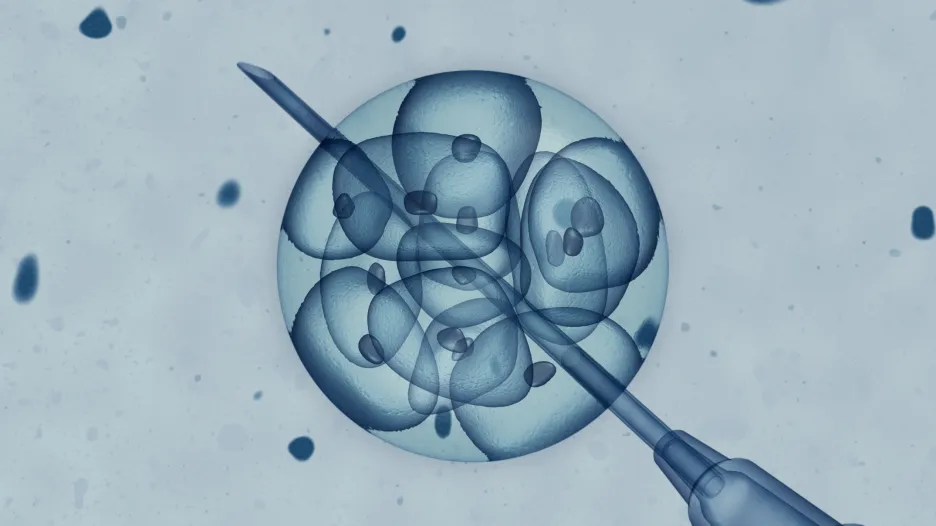 Embryo