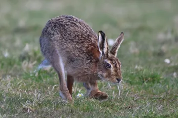 Veterináři zachytili u zajíce brucelózu. Nemoc může nakazit člověka