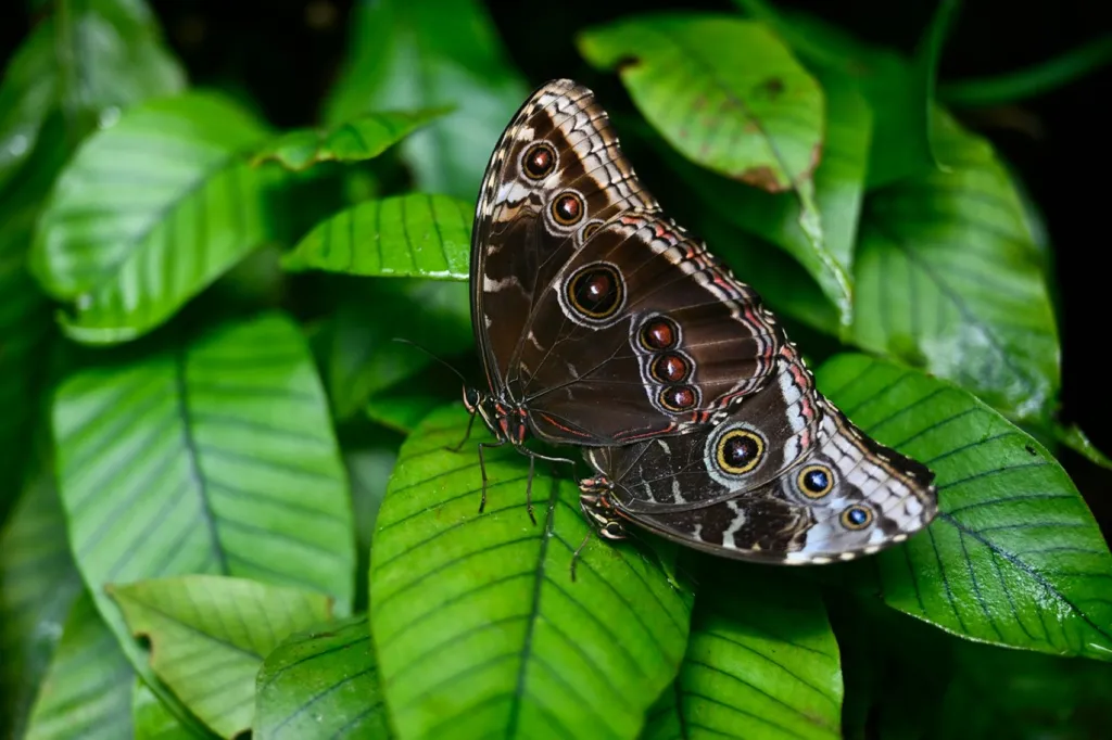 Výstava motýlů v botanické zahradě