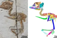 Čínští paleontologové objevili zkaměnělinu ptáčka s výraznými znaky tyranosaura