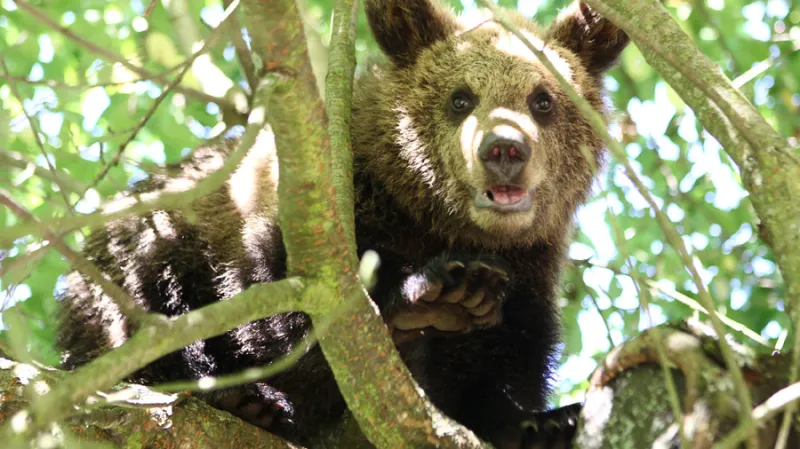 Medvědi Václava Chaloupka