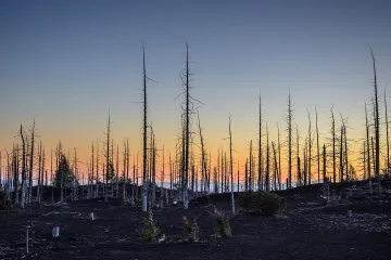 Rychlosti změny klimatu se lesy v mírném pásmu nestíhají přizpůsobovat, upozorňuje studie