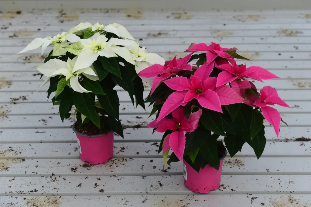 Tradiční charitativní akce se letos uskuteční od 22. listopadu do 10. prosince