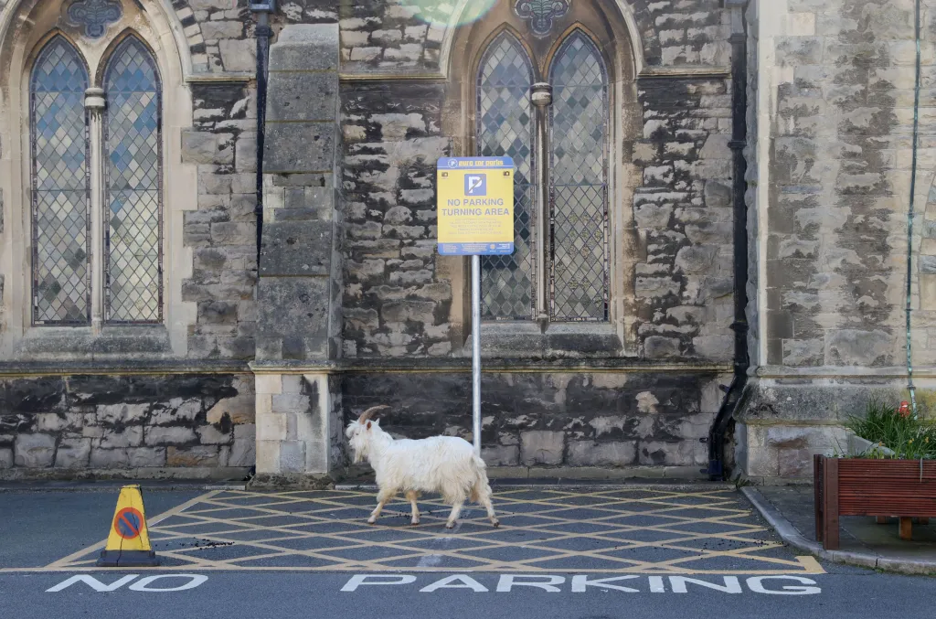 Běžně divoce žijící kozy využily liduprázdných ulic a vydaly se pást na městské trávníky