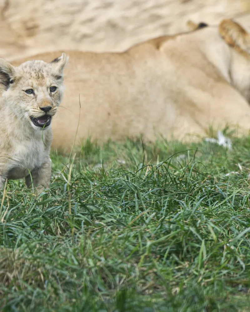 Plzeňská zoo slaví sto let. Chystá rozšíření i vysněný pavilon pro slony