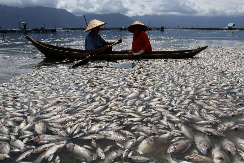 Rybáři od jezera Maninjau v oblasti Západní Sumatry si prohlížejí tisíce mrtvých ryb. Příčinou nešťastné události byl nedostatek kyslíku způsobený špatným počasím