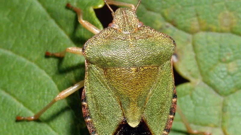 Kněžice trávozelená