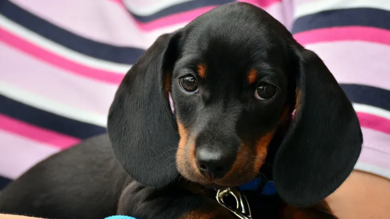 Majitelé psů si letos místy výrazně připlatí