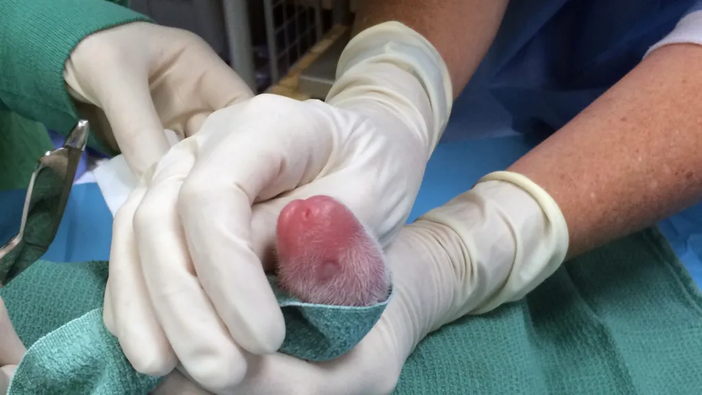 Jedno z pandích mláďat ve washingtonské zoo