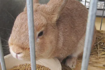 Výstava drobného zvířectva v Boskovicích