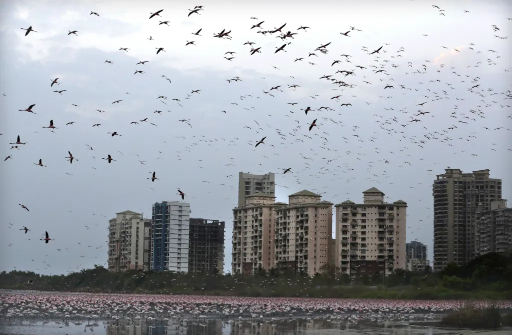 Město Bombaj překvapil přílet tisíců plameňáků
