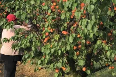 Ovocnáři na Znojemsku začali se sklizní meruněk. Pomrzla jim zhruba polovina úrody