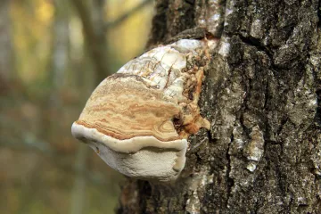 Houby jsou dokonalí architekti. Finští vědci je chtějí napodobit při tvorbě supermateriálů