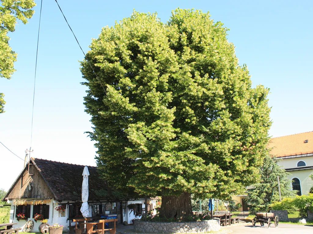 11. místo: Gubcova lípa velkolistá (500 let) v obci Gornja Stubica (Chorvatsko) je svědkem Velkého rolnického povstání z roku 1573. Pod její korunou podle pověsti shromáždil Matija Gubec své stoupence, aby společně bojovali za spravedlnost.