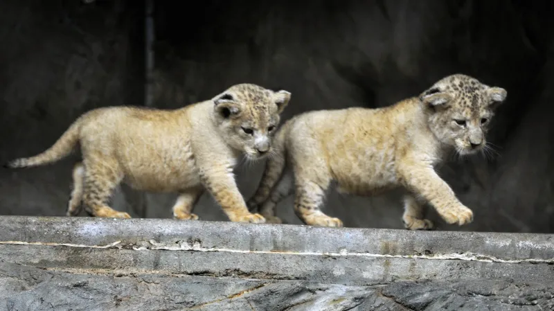 Lvíčata lva berberského