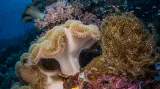 Korálové útesy: "Spongy Sunburst"