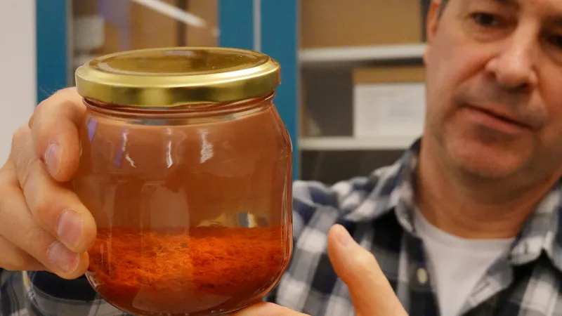 Pětisetletý šafrán vyzvednutý z vraku lodi