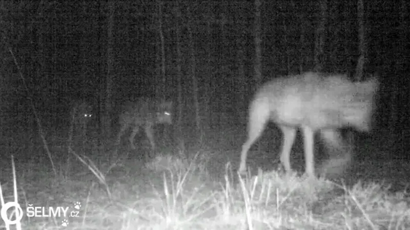 Vlčí smečka na Kokořínsku