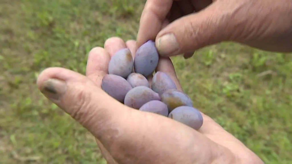 Tyto švestky už nedozrají