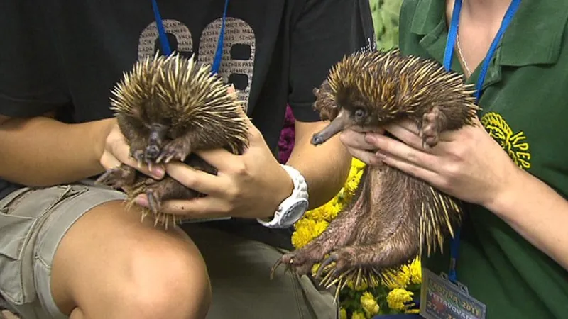 Ježura novoguinejská