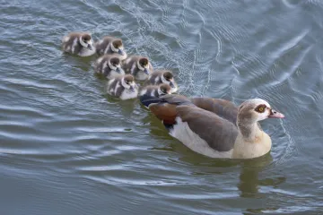Invazní pták husice nilská se šíří po Česku