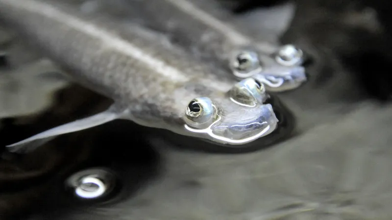 Hladinovky čtyřoké