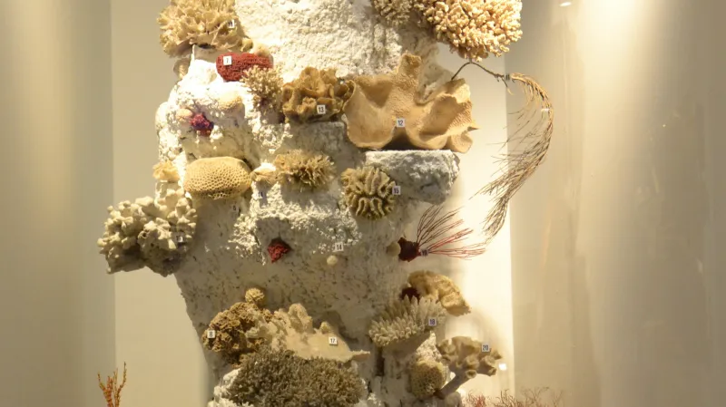 Archa Noemova v Národním muzeu