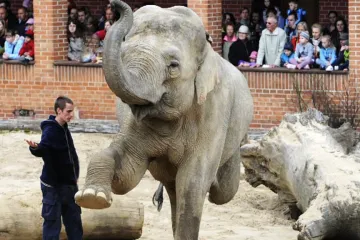 Za 80 let chovala pražská zoo přes dvacet slonů