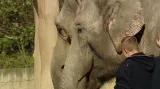 Stěhování slonů v pražské zoo