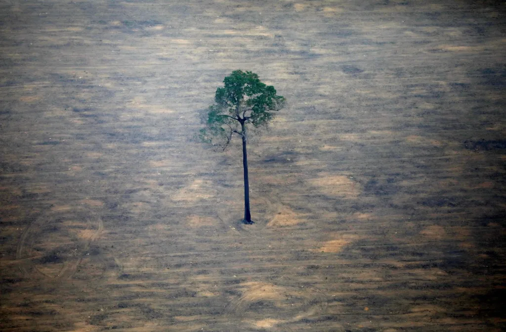 Jediný strom zůstal stát v oblasti Porto Velho po požárech v této části Amazonie