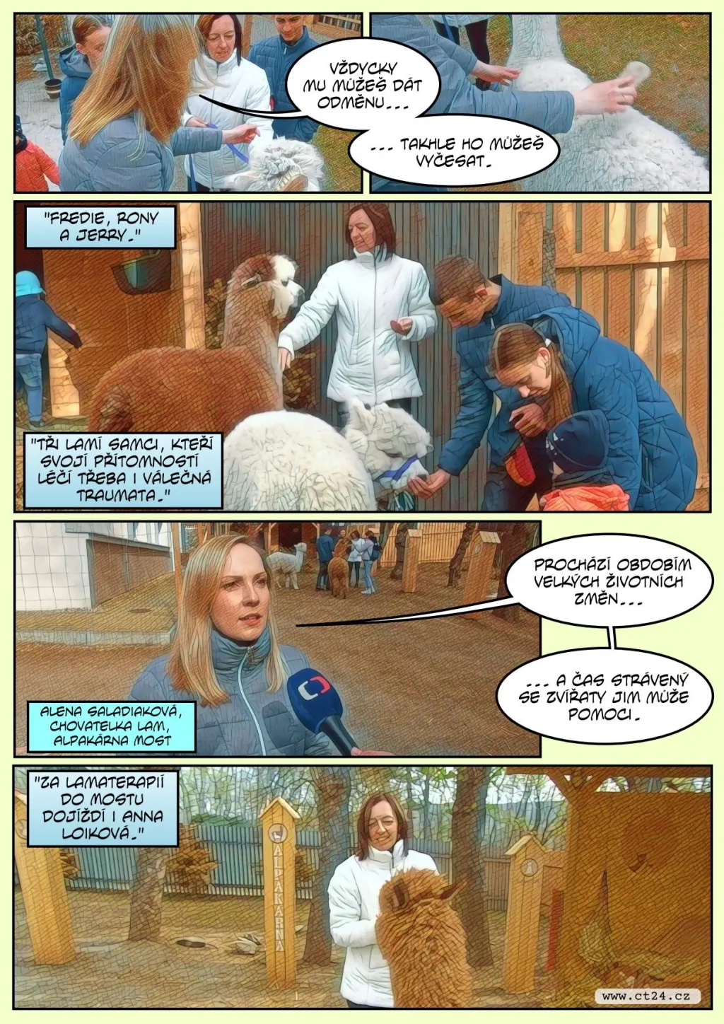 V Mostě léčí traumata z války ochočenými lamami. Oblíbené jsou zejména u dětí