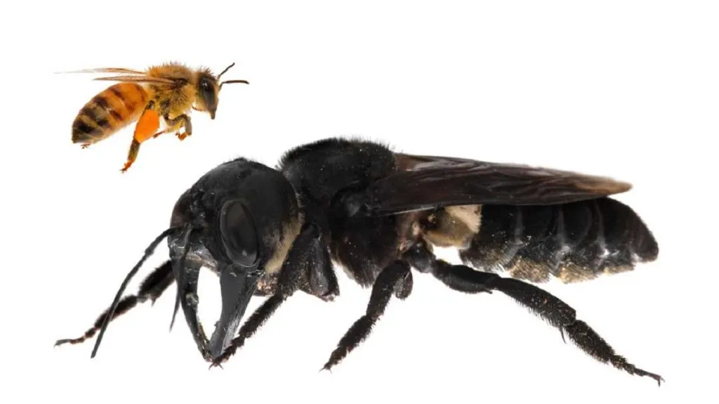 Megachile Pluto ve srovnání s obyčejnou včelou