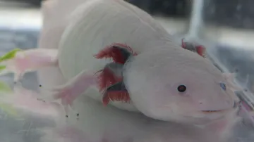 Axolotl mexický