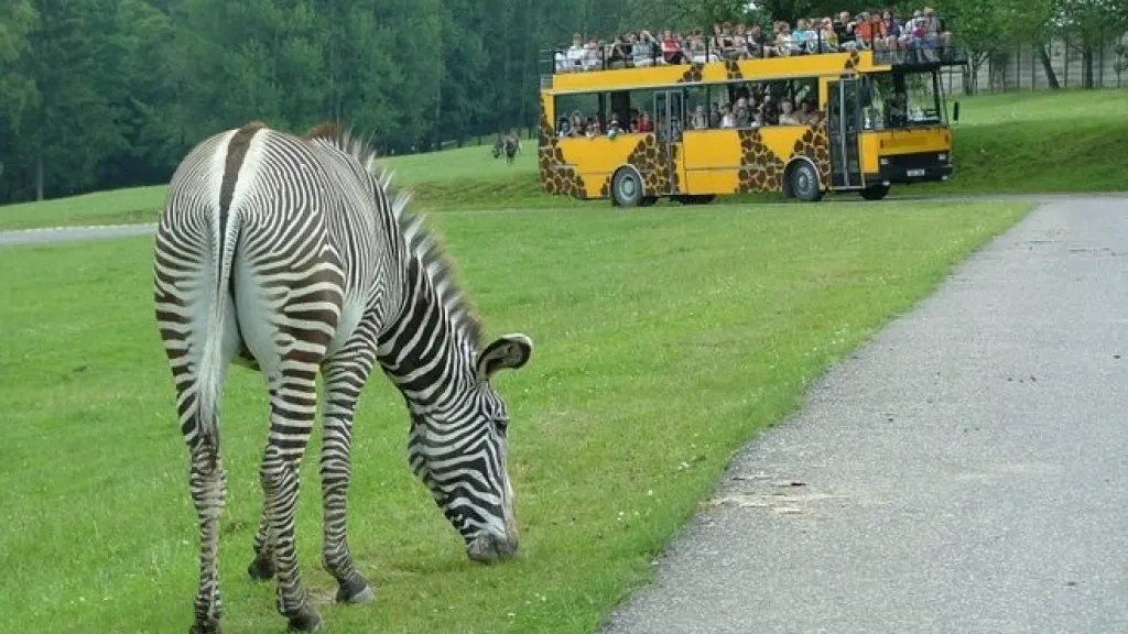 Safari v ZOO Dvůr Králové