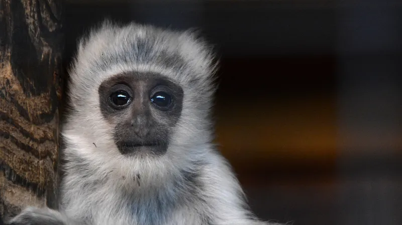 Mládě guerézy pláštíkové