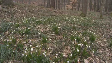 Rozkvetlé louky v okolí Brna lákají k jarnímu výletu