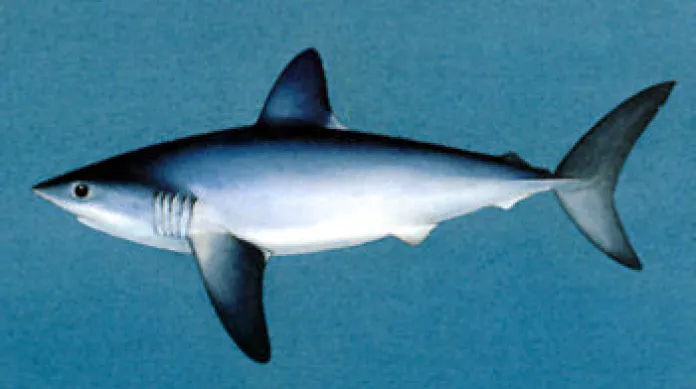 Žralok sleďový