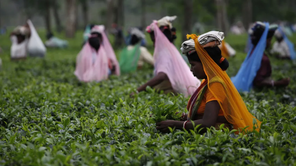 Čajová plantáž v indickém státě Ásám