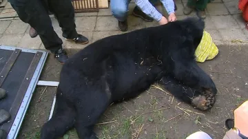 Medvěda Brumbase uspaly dvě dávky tišících léků