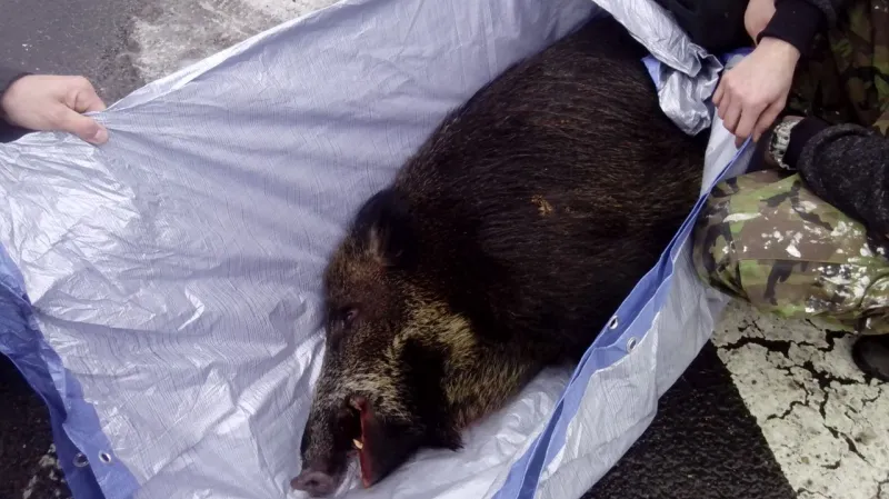 Přivolaný myslivec kance zastřelil