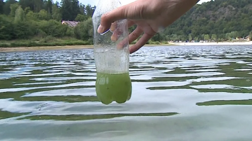 Voda v přehradě je v létě plná sinic