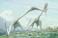 Ptakoještěr, který žil v Transylvánii, se živil dinosaury, prokázala rekonstrukce