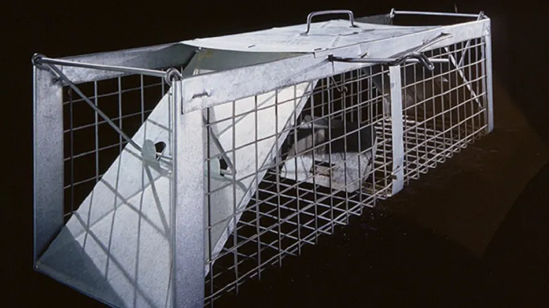 Slavná past na holuby v muzeu