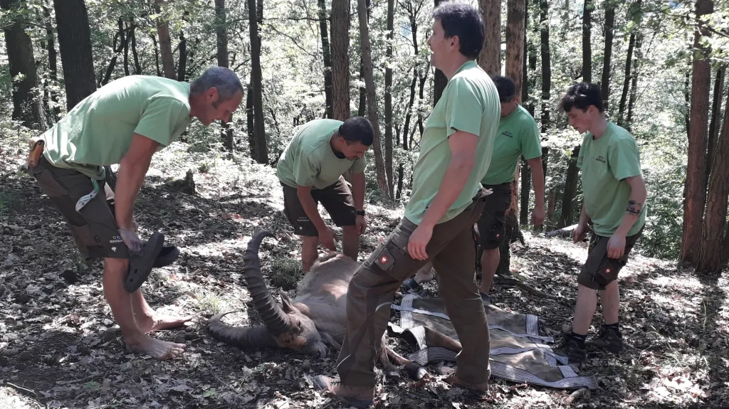 Odchyt kozorožce, který utekl ze zoo před vichřicí Eberhard