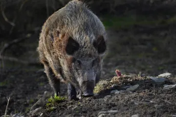 Kvůli odstřelu třiceti prasat zavřel jablonecký magistrát na noc na tři měsíce les