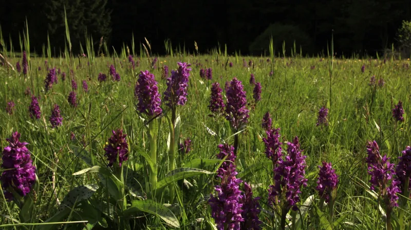 Vstavačová louka, Přírodní rezervace Upolíny u Kamenice