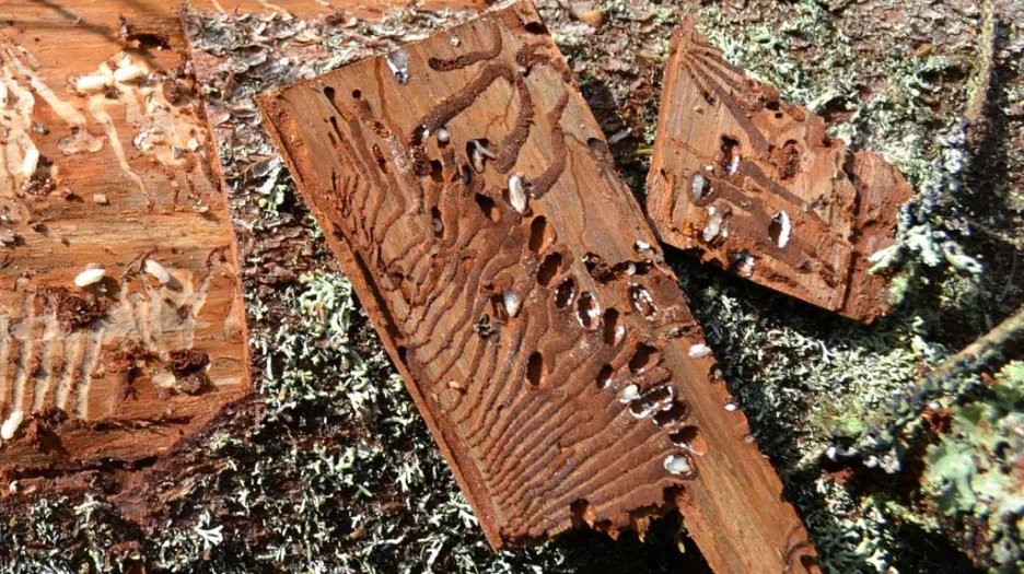 Kůrovec