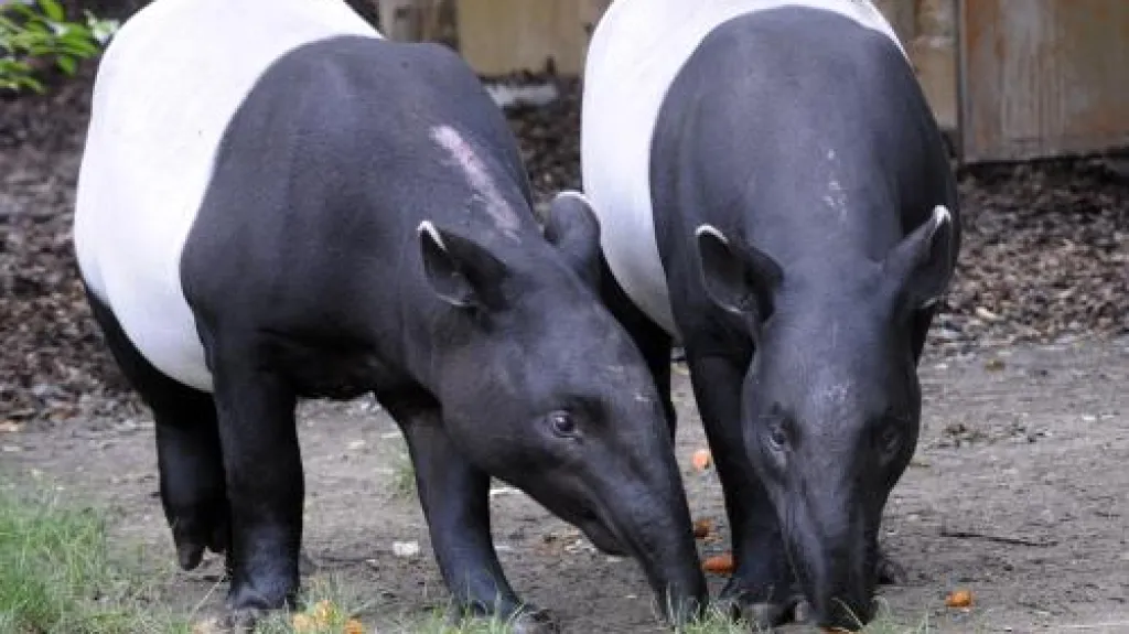 Pár vzácných tapírů čabrakových