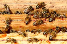 Zemědělec neoznámil postřik řepky. Včelařům v okolí Šenova uhynula včelstva