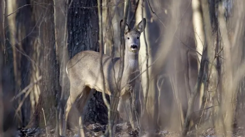 Srna zachycená na snímku v okolí Černobylu
